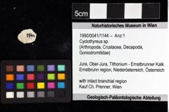 Foto (Objket + Etiketten) von Cyclothyreus sp. 